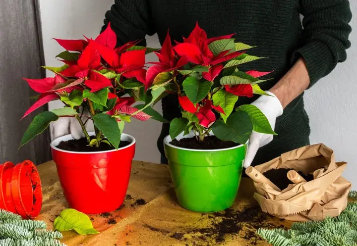 Deux poinsettias aux feuilles rouge vif et vertes, dans des pots rouge et vert. Préparation pour la plantation, avec terre et branches de sapin.